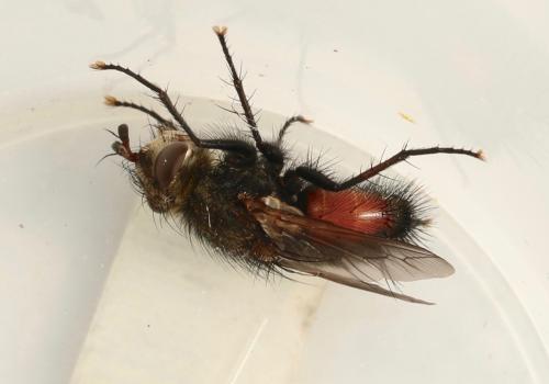 Peleteria meridionalis